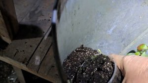 Размножение голубики зелёным черенккованием. Сто процентный результат укоренения.