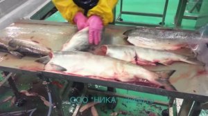 Поточная линия механизированной разделки красной рыбы