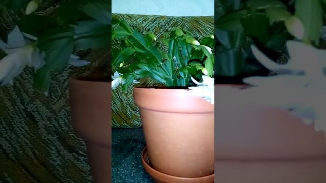 белый декабрист расцвел (зигокактус) смотреть онлайн