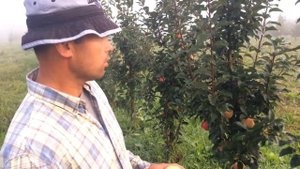 ?  Колоновидные яблони сорт Валюта ?