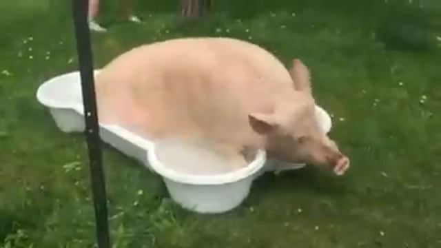 Свинюшка Эстер купается смотреть онлайн