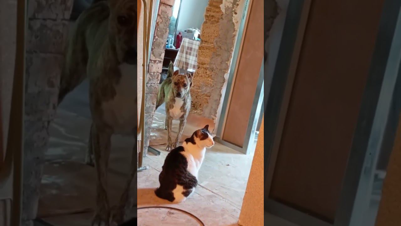 как вам охранник покоев? #моипитомцы #виделивидео #собака #моясобака #котикиприколы #funny