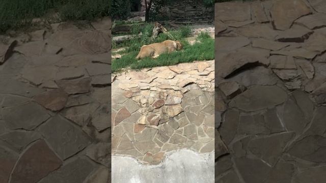 Львы в московском зоопарке. 2/Lions in the Moscow Zoo. 2