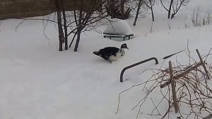 Индоутки полетели