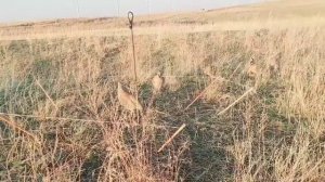 Охота на кропатка 16.12.2022