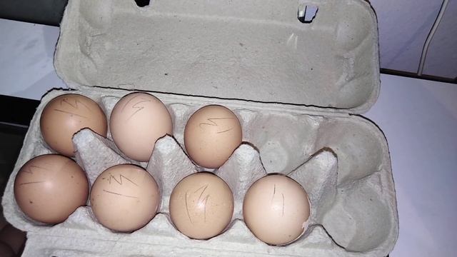 Мелкие белые шарики на яйце! Это не глисты! Отложение солей кальция! смотреть онлайн