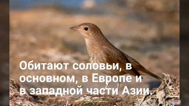 Изучаем голоса Птиц Серая неясыть Соловей Зяблик Поползень Вертишейка Пение Птиц Звуки Природы