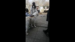 Собаки и дети