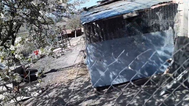 Квочка выводит цыплят// Индюшатки растут