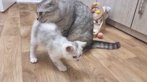Папа кот ухаживает за своими уже подросшими котятами