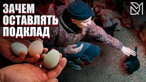 РАСКЛЕВ В КУРЯТНИКЕ///КАК ИЗБАВИТЬСЯ///ЗАЧЕМ НУЖЕН ПОДКЛАД?