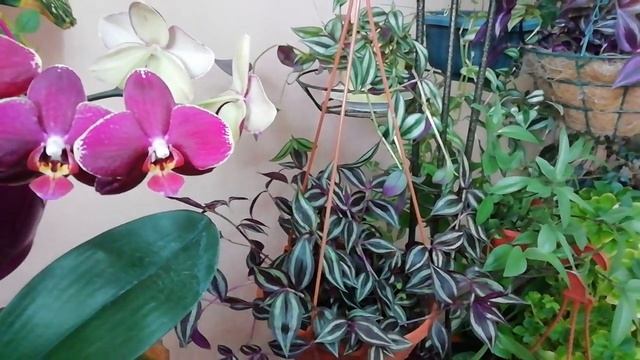 Традесканция, до чего же Вы хороша!