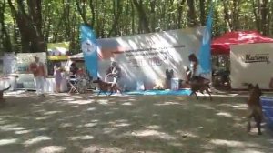 монопородная выставка малинуа, сравнение на ЛПП