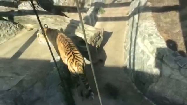 красавец тигр в зоопарке) смотреть онлайн