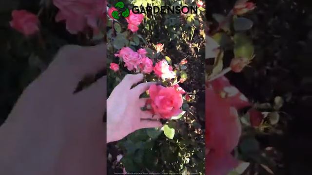 Купить саженцы роз в питомнике Gardenson