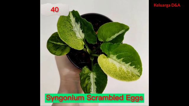 83 JENIS SYNGONIUM смотреть онлайн