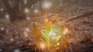 Мой дом АЛТАЙ! с Лебяжье,  Алтайский край, Красногорский район