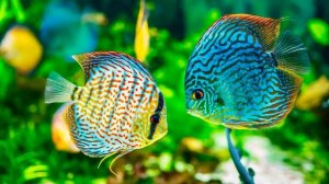 Аквариумные рыбки для детей - развивающий мультик | Карточки Домана | Монтессори