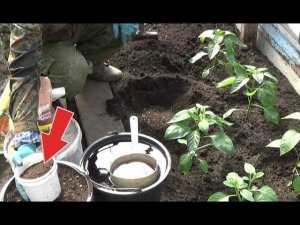 Перец будет с голову если положить это в лунку при посадке! Подкормка для посадки рассады в грунт!