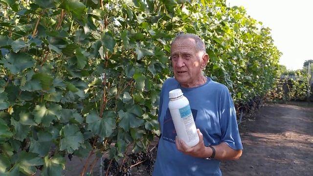 Применение Квантум аминофрост от заморозков на винограднике смотреть онлайн