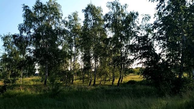 19 июня-Илларионов день/ От чего можно избавиться /Что нельзя делать.