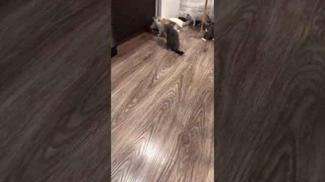 Котята в добрые руки.Волгоград?
