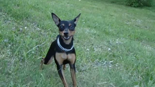 лили цвергпинчер))).AVI смотреть онлайн