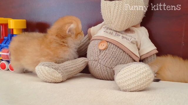Котятам кошки Софи 1 месяц  после рождения | Девочки  Марта и Мила британские золотые шиншиллы