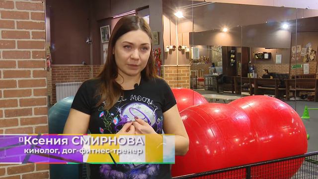 Собаки и люди: отучаем подбирать с земли и боремся со страхом прогулок в городе смотреть онлайн