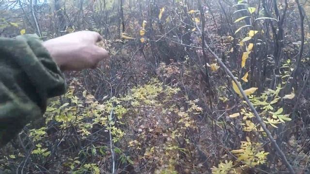 ПРИВЕЗ ПРИВАДУ НА ВОЛКА/УСТАНАВЛИВАЮ КАПКАНЫ/ОХОТА НА ВОЛКА смотреть онлайн