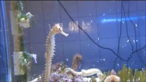 Кормление морских коньков плюс морские коньки