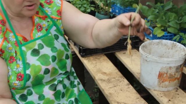 Вытянулась рассада огурцов/тыквы/кабачков.Что делать.(04.05.2016)