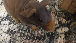 Содержание морских свинок Скинни. Звуки и умывание.