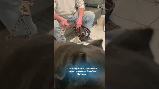 Шарк пришёл на снятие швов в ветеринарную клинику Биовет Бутово