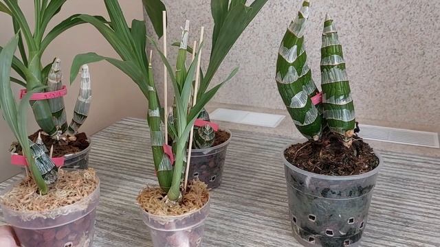 Обзор катасетумных, живущих у меня с 2017 года. Катасетум или орхидея морковка. смотреть онлайн