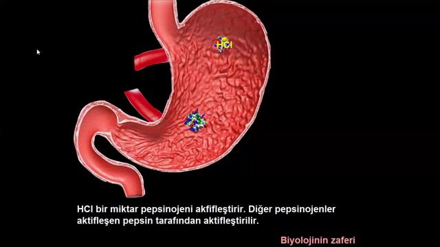Midenin salgı yapması sindirim animasyonu - ANIMATION OF STOMACH SECRETION AND PROTEIN DIGESTION смотреть онлайн