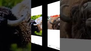виды антилопы-гну
