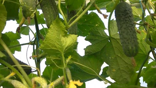 огірок Ягуар смотреть онлайн