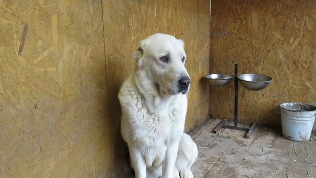 Алабаи Крыма I Щенкам присвоили клички смотреть онлайн