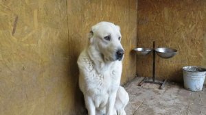 Алабаи Крыма I Щенкам присвоили клички