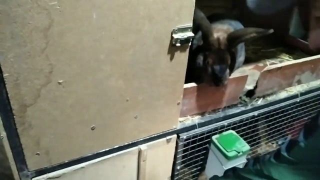 Flander Reks Baran Satin  quyonlar xaqida. Кролики Фландер Баран Рекс Сатин. Rabbits Flander Reks.