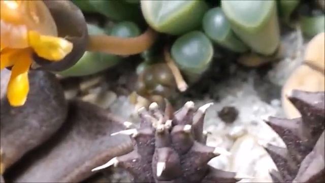 " Мексика " композиция из суккулентов. 09.02.21. смотреть онлайн