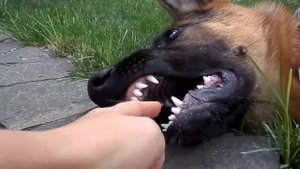 Экскурсия в Пасть Рэя. Щенок немецкой овчарки 6 мес. German Shepherd Puppy 6 months.