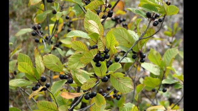 39 Крушина смотреть онлайн