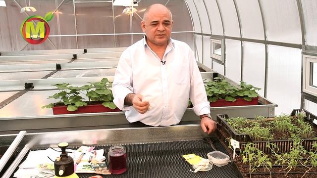 Это Нужно Знать: ПАСЛЕНОВЫЕ КУЛЬТУРЫ и Уход за Ними