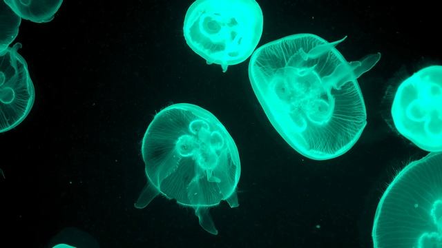 Медузы аквариум музыка релакс 201.