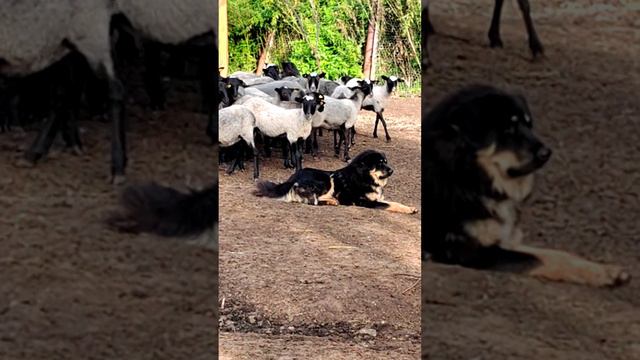 СОБАКА-ПАСТУХ или ОВЕЧКИ-ТЕЛОХРАНИТЕЛИ? Кто кому нужнее на самом деле 🤔🐶🐑