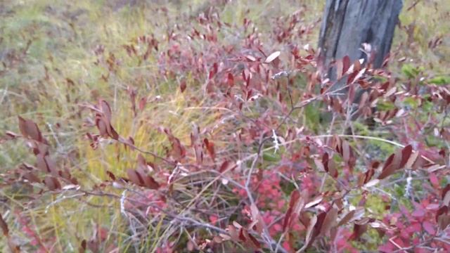 Собираем клюкву на болотине...(1) смотреть онлайн