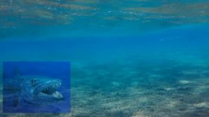Большая Баракуда 170 см \ Big Baracuda \ Red Sea \ Makadi Bay