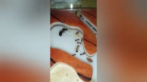 Муравей солдат. Стадия развития муравья.